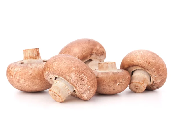 Gruppe brauner Champignon-Pilze — Stockfoto