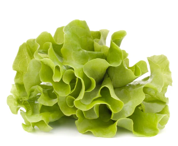 Friss saláta saláta levelek csomó — Stock Fotó