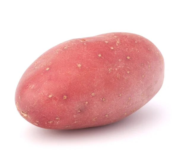 Neue Kartoffelknolle — Stockfoto