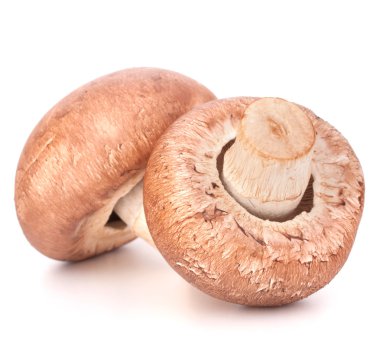 kahverengi champignon mantar