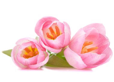 Pink tulip clipart