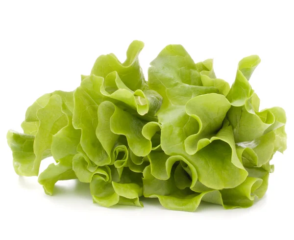 Verse sla salade bladeren bos — Stockfoto