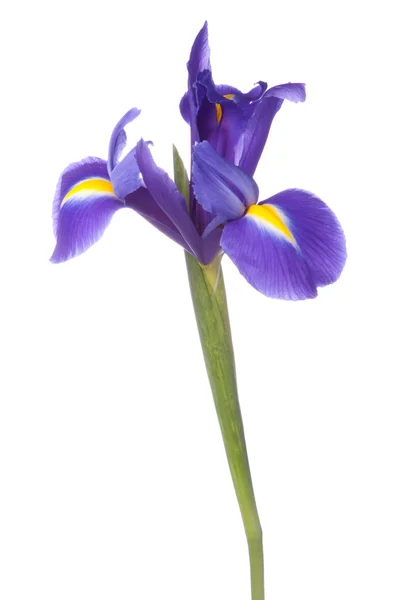 Iris bleu ou fleur de drapeau bleu — Photo