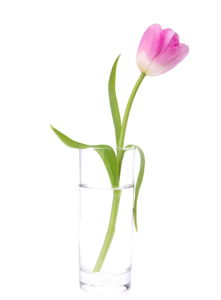 stock image Pink tulip in vase