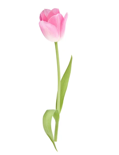 Růžový Tulipán květ — Stock fotografie