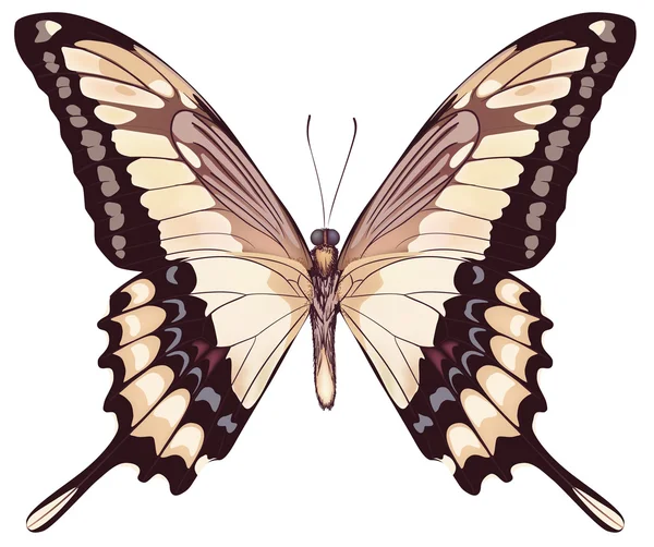 Papillon Lumière Isolé VectorIllustration — Image vectorielle