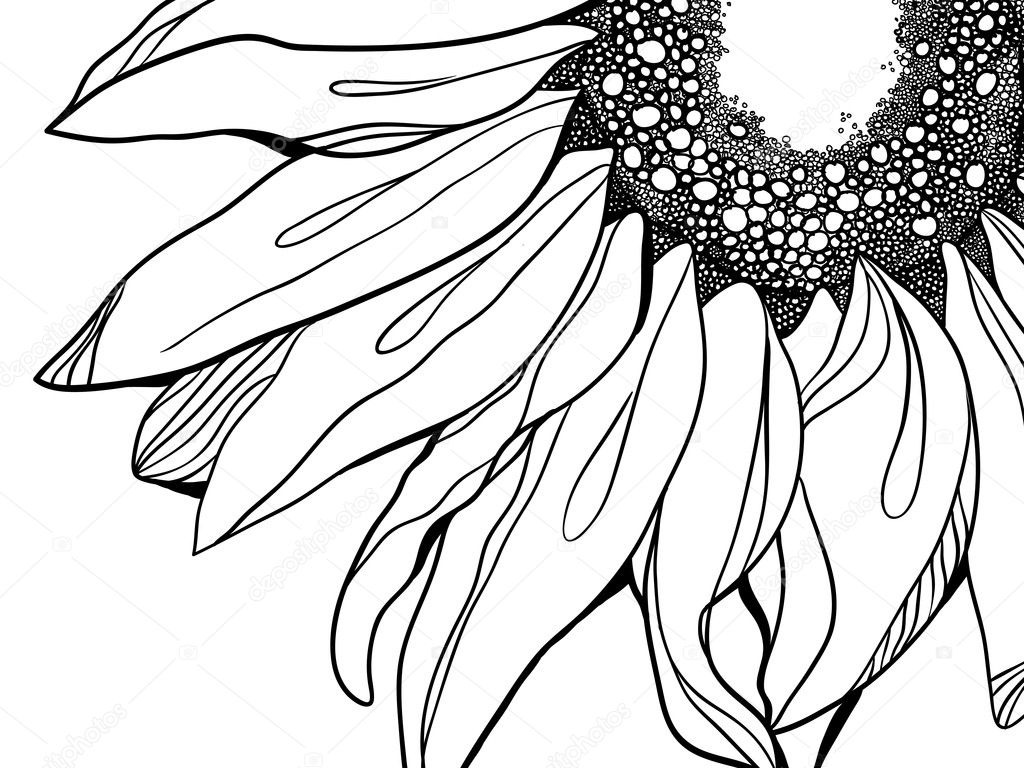 Sunflower vector illustration
