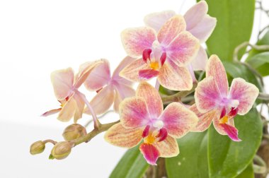 çiçek çiçek açan phalaenopsis orkide