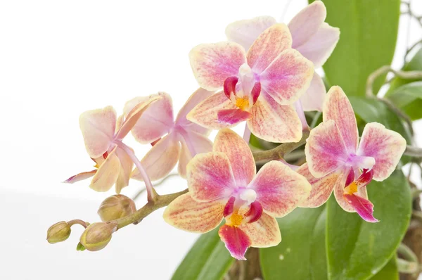 Квітка квітучої фаленопсисової орхідеї — стокове фото