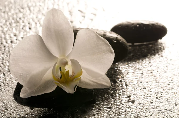Witte Orchidee en stenen over nat oppervlak met reflectie — Stockfoto