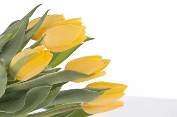 Spring tulips isolated on white — Stock Photo, Image