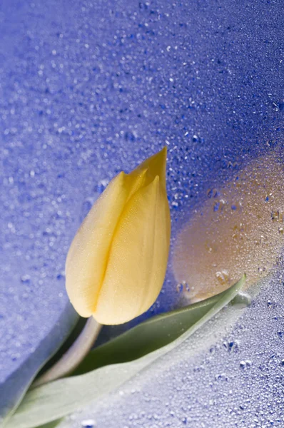 Frühling gelbe Tulpenblüte auf nassem blauen Hintergrund — Stockfoto