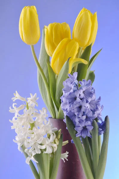 Spring flowers on blue background — Stock Photo, Image