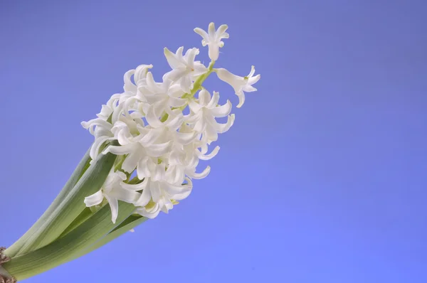 青色の背景に hiacinth の春の花 — ストック写真