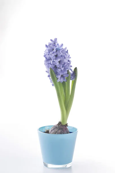 Beyaz arka plan üzerinde izole hiacinth bahar çiçekleri — Stok fotoğraf