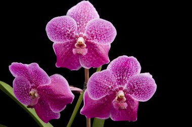 Flower of blooming vanda orchid clipart