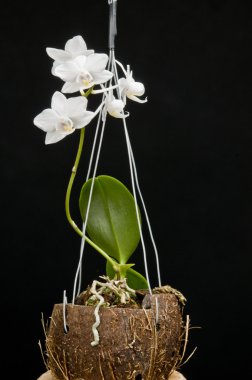 çiçek çiçek açan phalaenopsis orkide