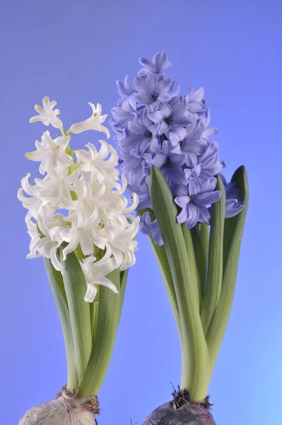 Fleurs printanières de hiacinthe sur fond bleu — Photo