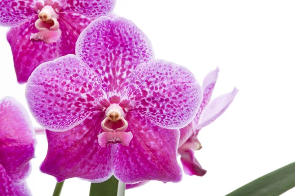 Цветок цветущей орхидеи — стоковое фото