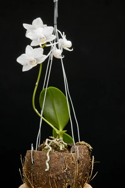 Bloem van bloeiende phalaenopsis orchid — Stockfoto