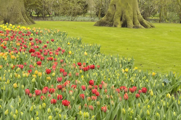 stock image Flowers in the park