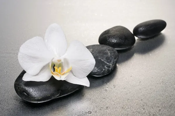 White orchid and stones over wet surface with reflection — Stock Photo, Image