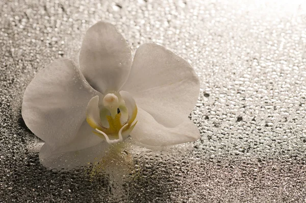 Flor blanca de la orquídea sobre superficie mojada con la reflexión —  Fotos de Stock