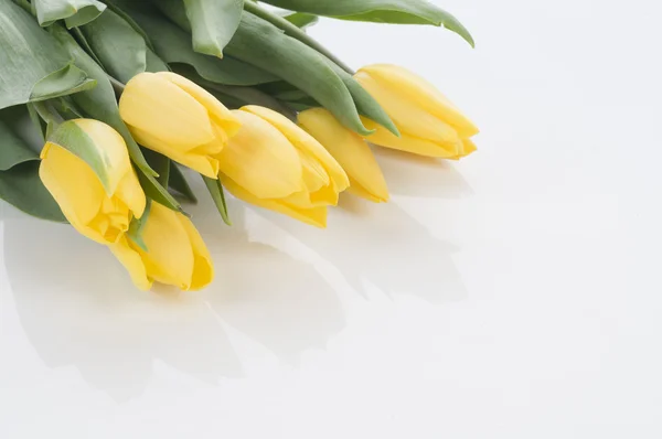 Tulipani primaverili isolati su bianco — Foto Stock