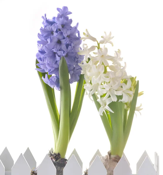 Beyaz arka plan üzerinde izole hiacinth bahar çiçekleri — Stok fotoğraf