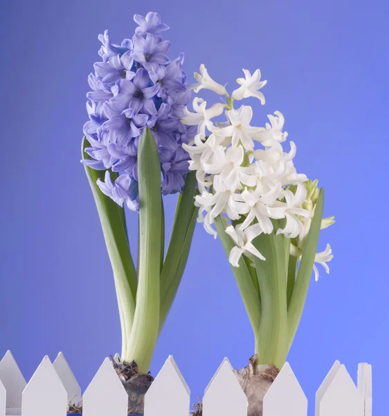 Frühlingsblumen von Hiacinth auf blauem Hintergrund — Stockfoto