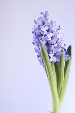 hiacinth üzerinde mavi arka plan bahar çiçekleri