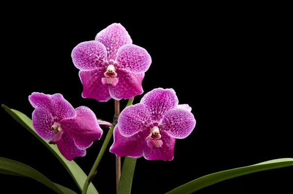 Flower of blooming vanda orchid — Stock Photo, Image
