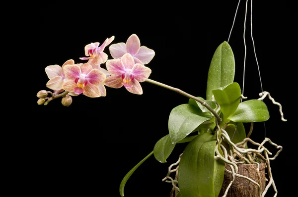 Květina, kvetoucí orchidej phalaenopsis — Stock fotografie