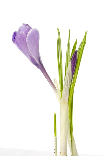 Пурпурный крокус на белом — стоковое фото