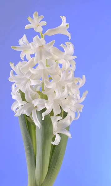 Flores de primavera de hiacinto sobre fondo azul —  Fotos de Stock