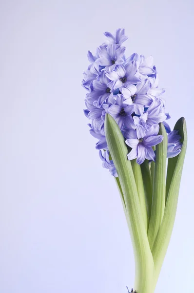 Hiacinth 在蓝色背景上的春天的花朵 — 图库照片