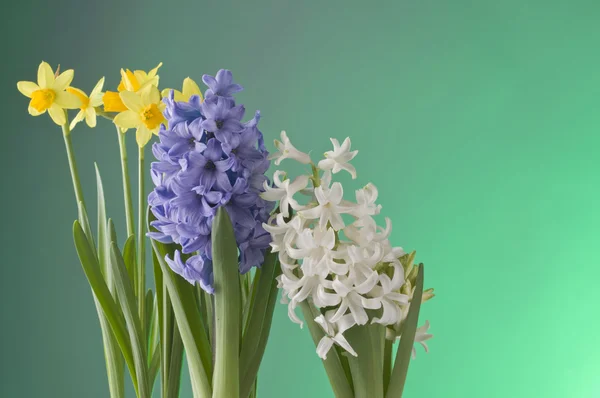 푸른 배경에 있는 봄 꽃들 — 스톡 사진