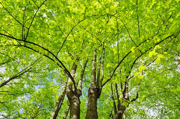 Линденские деревья — стоковое фото
