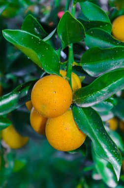 ağaç ile kumquats