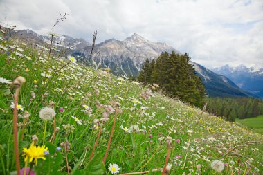 Alpine flowers clipart