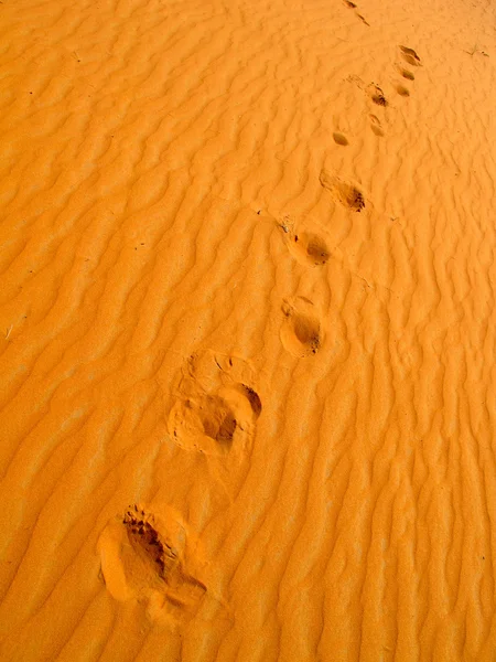 Deserto de areia vermelha — Fotografia de Stock