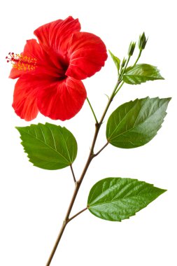 Flowering Hibiscus clipart