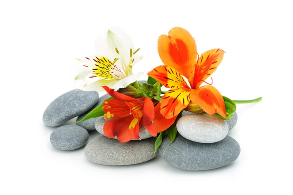 Lily flower and pebble. — Stock Photo, Image