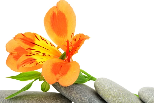Lily flower och sten. — Stockfoto