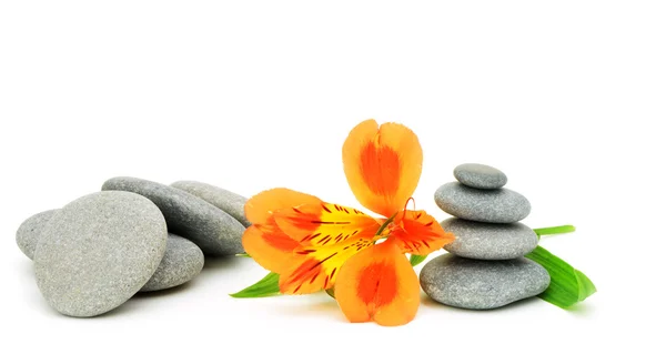 Lily flower and pebble. — Stock Photo, Image