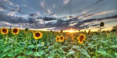 The landscape of the field with sunflower clipart