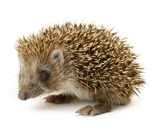 Hedgehog isolated — Stock Photo, Image