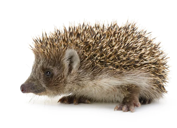 Hedgehog isolated — Stock Photo, Image