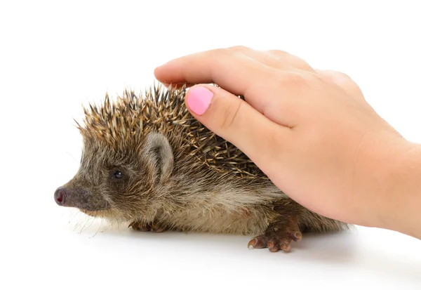 Hedgehog e mão tampa isolada — Fotografia de Stock