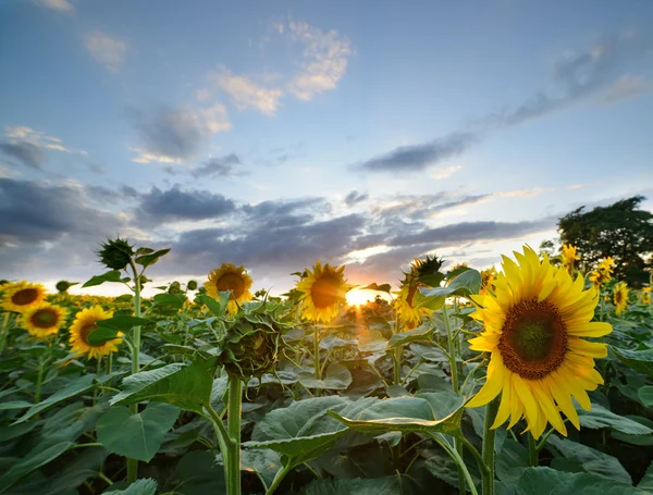 The landscape of the field with sunflower — Stock Photo, Image